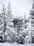 20080203_7218