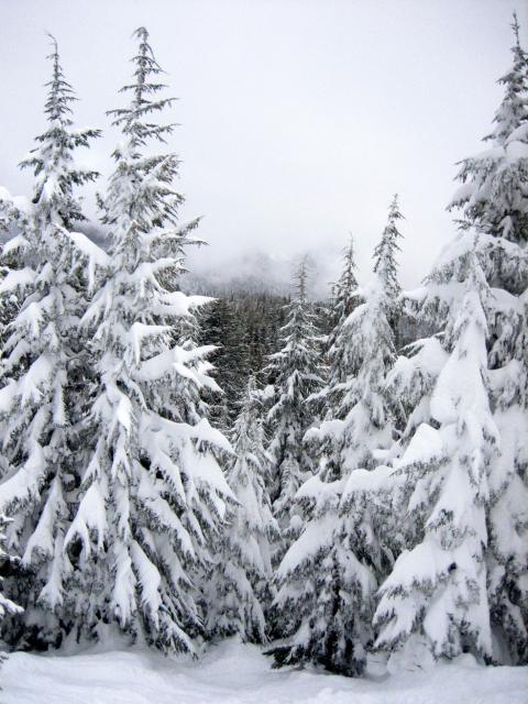 20080203_7218